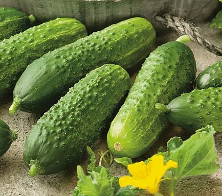 Семена огурцов