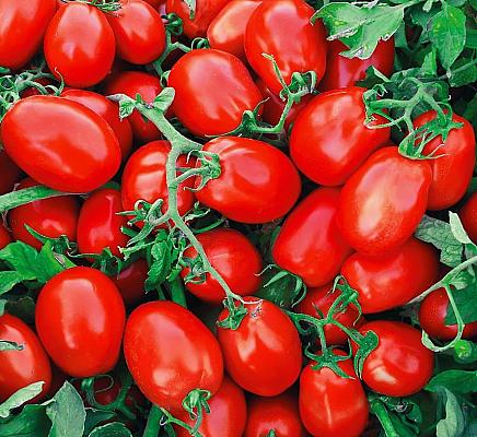 Семена томатов